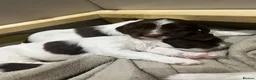 English Springer Spaniel dogs for sale: 1 BOY LEFT READY NOW - KC Springer Spaniel Pups - Advert 7