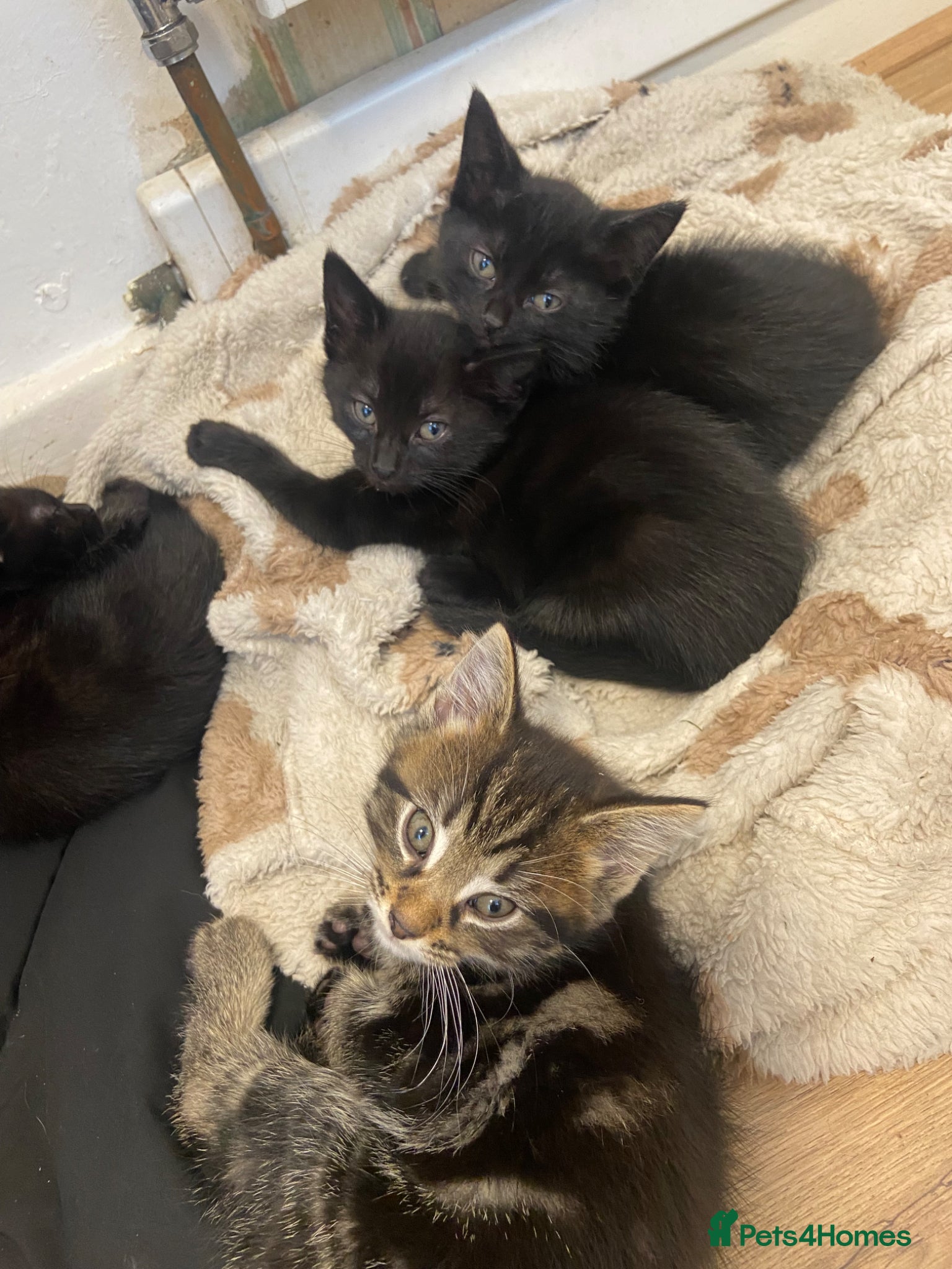 Toyger cats for sale: Mixed tabby toyger kittens  in Hull - Advert 5