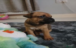 Staffordshire Bull Terrier dogs for sale: Champ sired beautiful pup💥 - Image 2