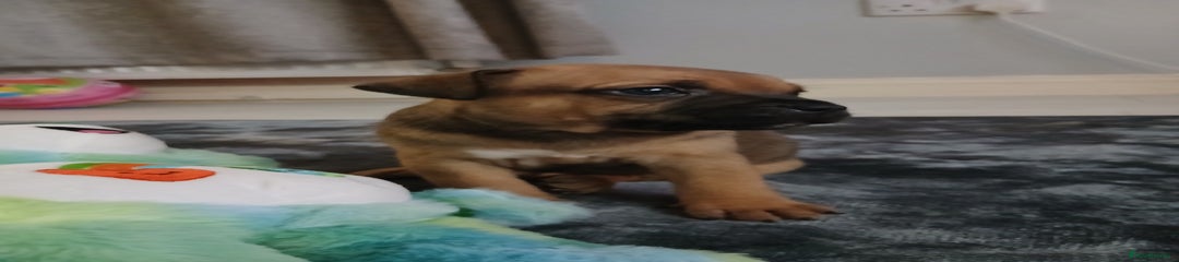 Staffordshire Bull Terrier Puppy 2