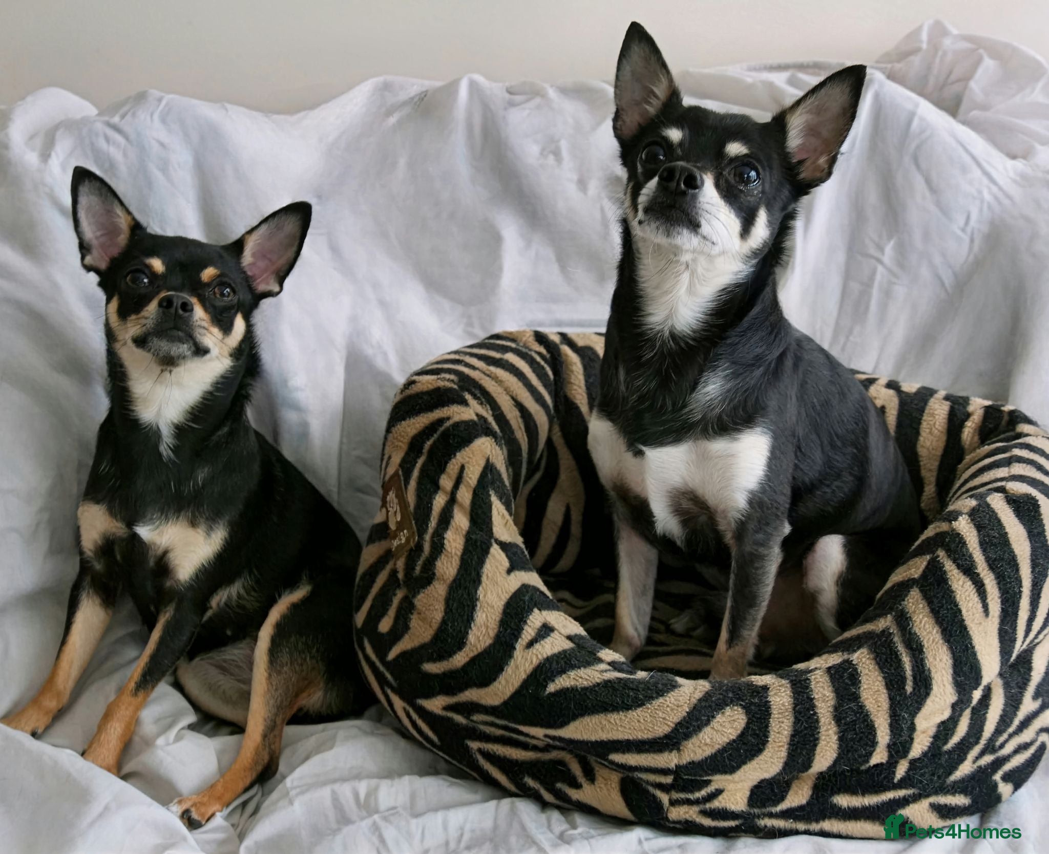 Chihuahua dogs Pepe and Coco are looking for a new home - Advert 1