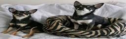 Chihuahua dogs for sale: Pepe and Coco are looking for a new home in London - Advert 1