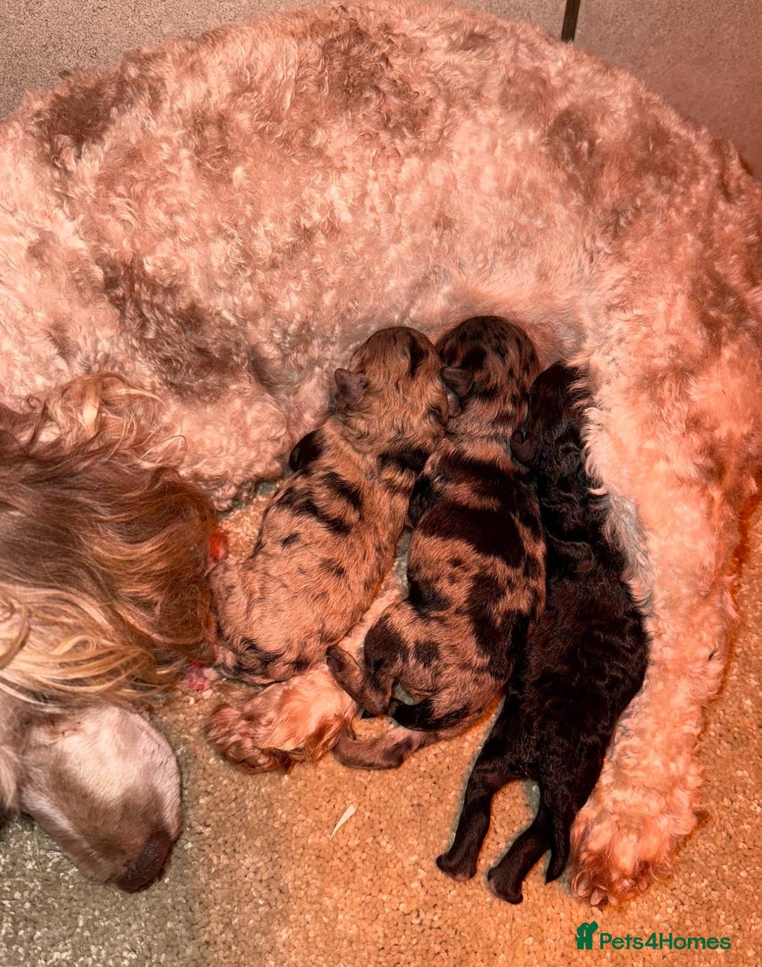 Toy Poodle dogs for sale: 🩷💜Stunning Toy Poodles For Sale 🩷💜 - Advert 7