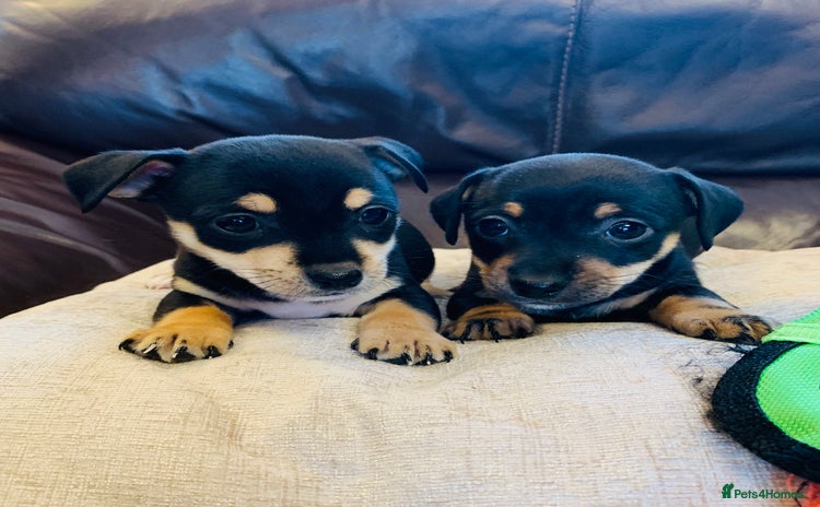 Jack Russell dogs - Advert 3