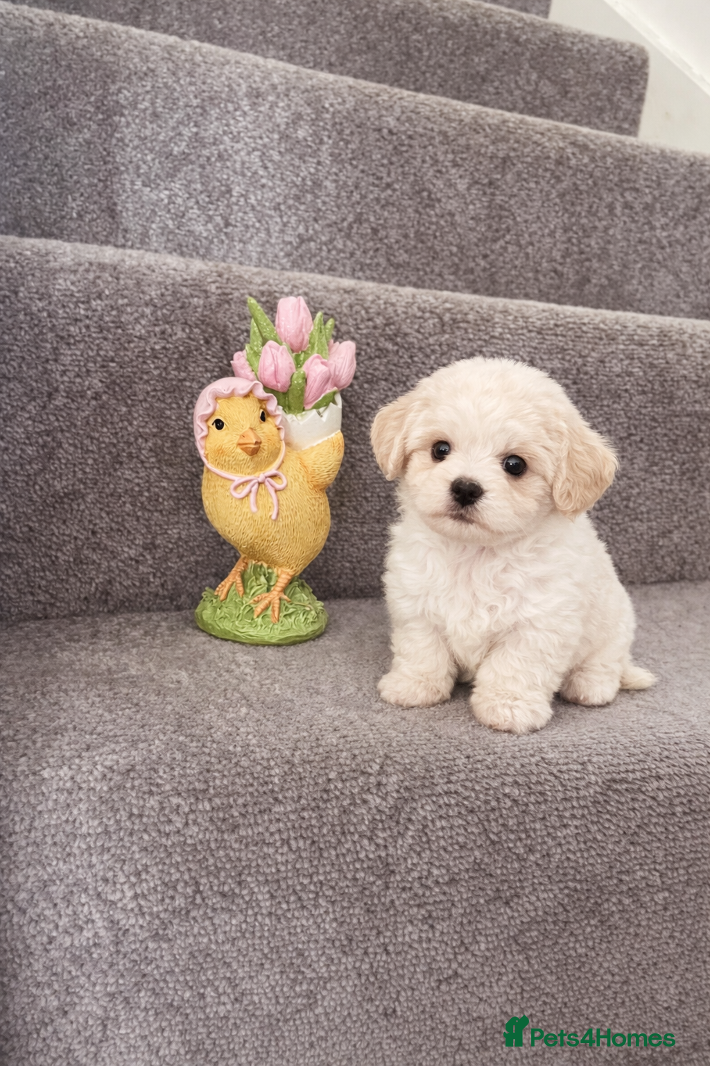 Maltipoo dogs Korean Maltipoo F1b puppies  - Advert 6