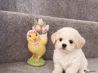 Maltipoo dogs Korean Maltipoo F1b puppies - Advert 6