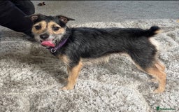 Mixed Breed dogs for sale: Chihuahua x jack Russell male puppy 9 weeks old  - Image 8