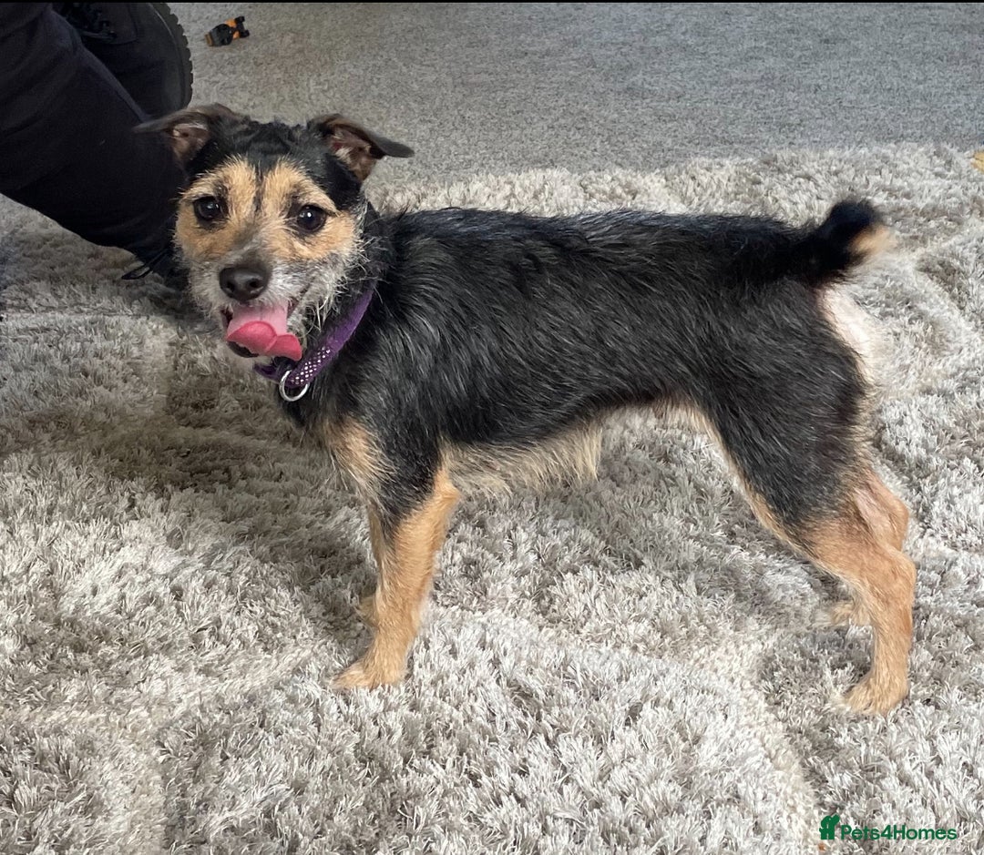Mixed Breed dogs for sale: Chihuahua x jack Russell male puppy 9 weeks old  - Image 8