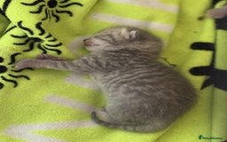 British Shorthair cats for sale: Reduced last bsh kitten available  - Image 6