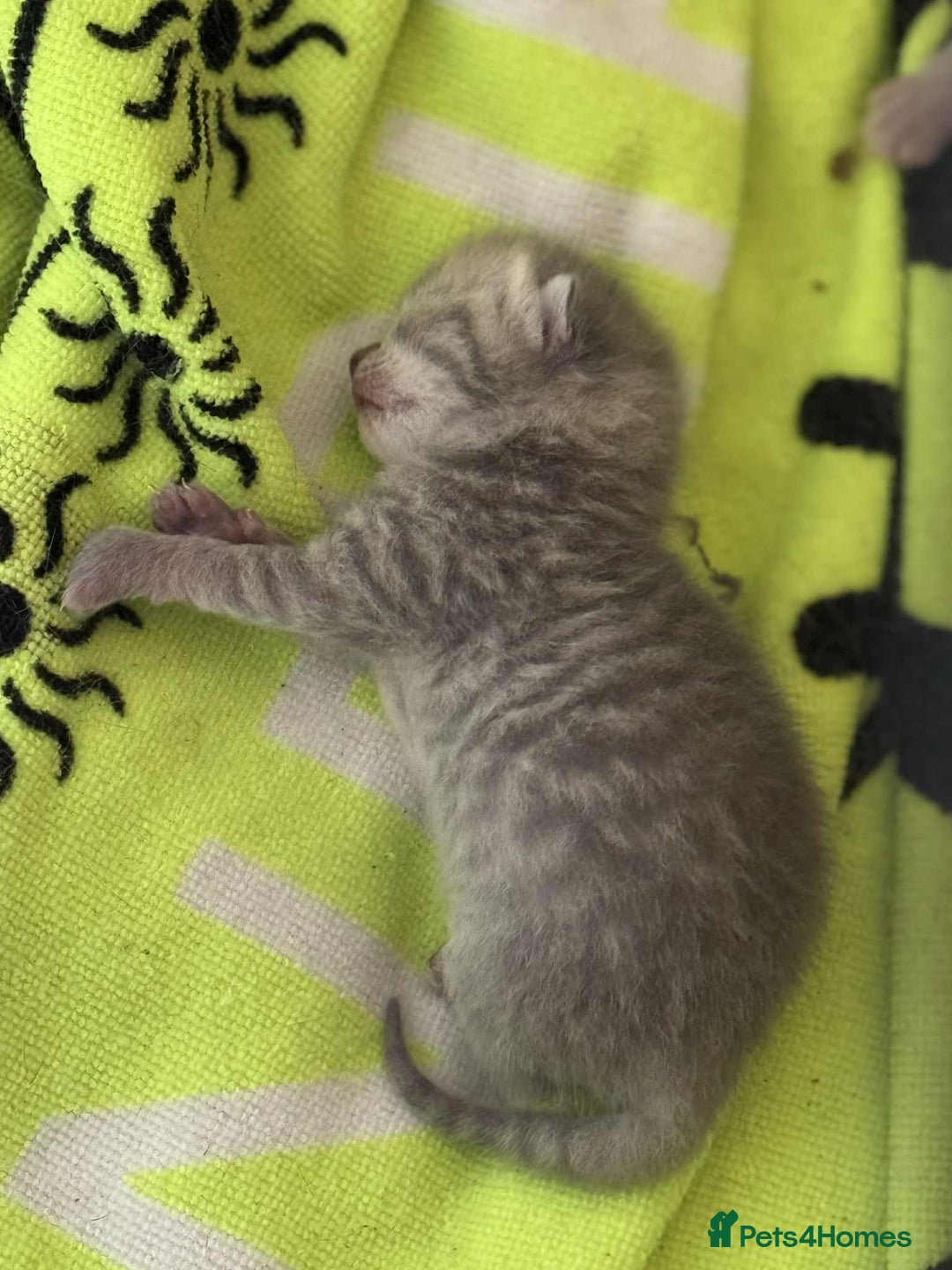 British Shorthair cats for sale: Reduced last bsh kitten available  - Image 6