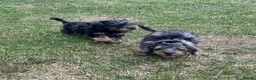 Doxiepoo dogs for sale: Stunning dachshund/poodle pups - Advert 15