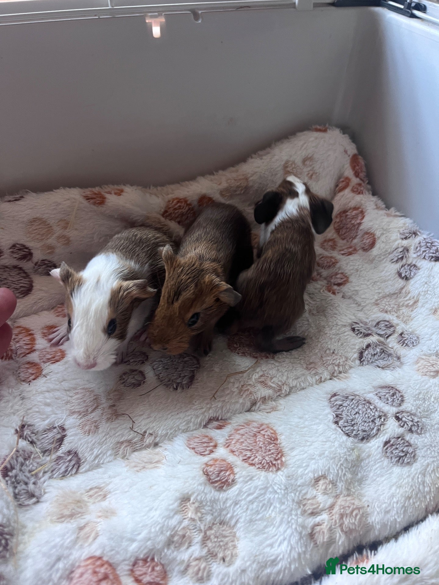 Guinea Pig rodents X3 baby boy guinea pigs - Advert 16