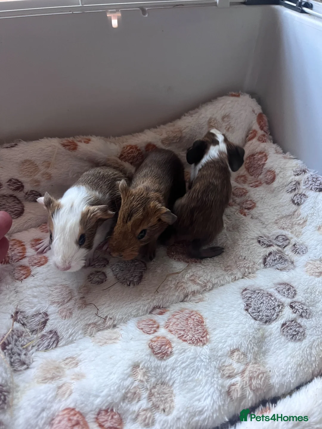 Guinea Pig rodents for sale: X3 baby boy guinea pigs - Advert 1