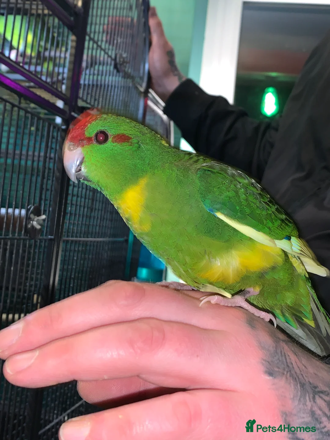 Parakeets birds for sale: Baby tame Kakariki s  - Advert 14