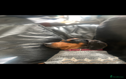 Miniature Dachshund dogs for sale: Heart breaking sale two Beloved female dachshunds  - Image 5