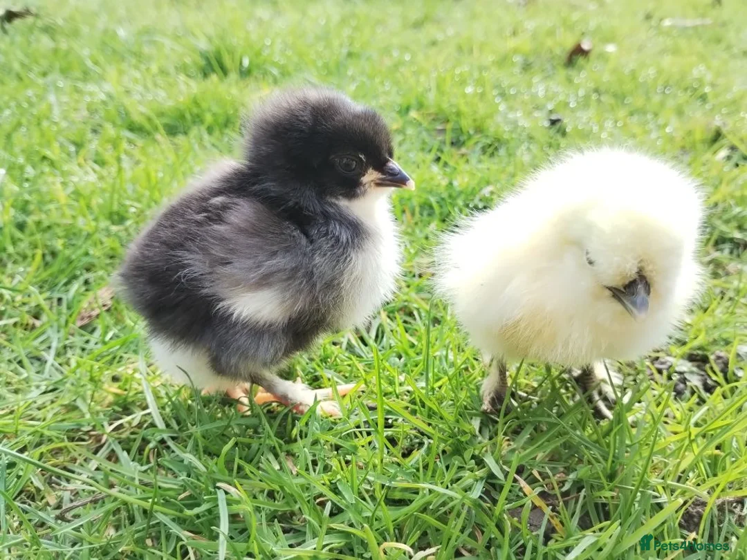 Chickens poultry for sale: Pure silkie and French Black Copper Marans chicks - Advert 2