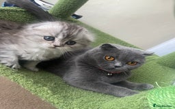 Scottish Fold cats for sale: Adorable Scottish Fold Kittens  - Image 35