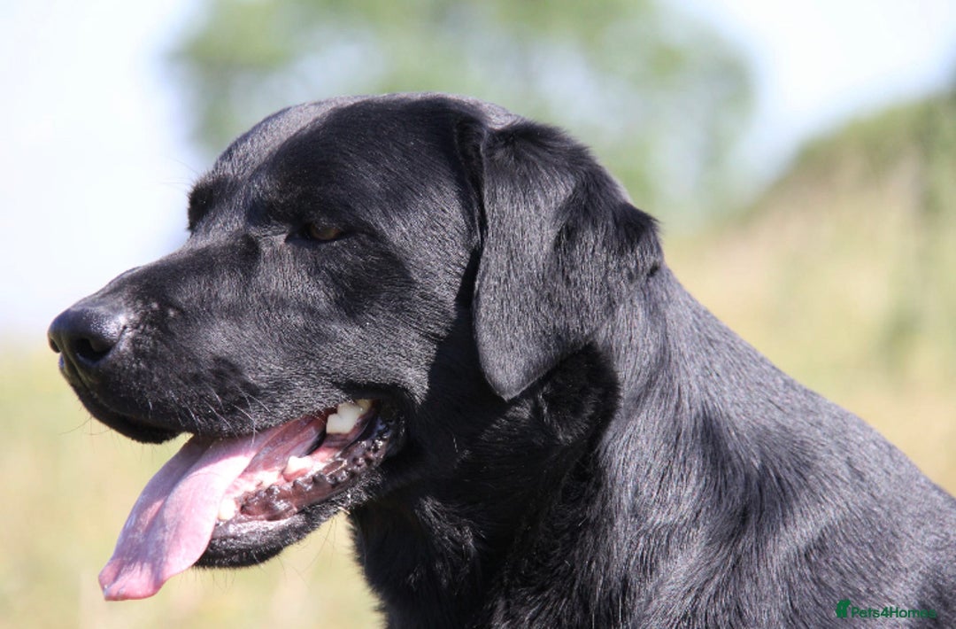 Labrador Retriever dogs for stud: stunning Labrador 0/0 hips 0/0 elbows  - Advert 6