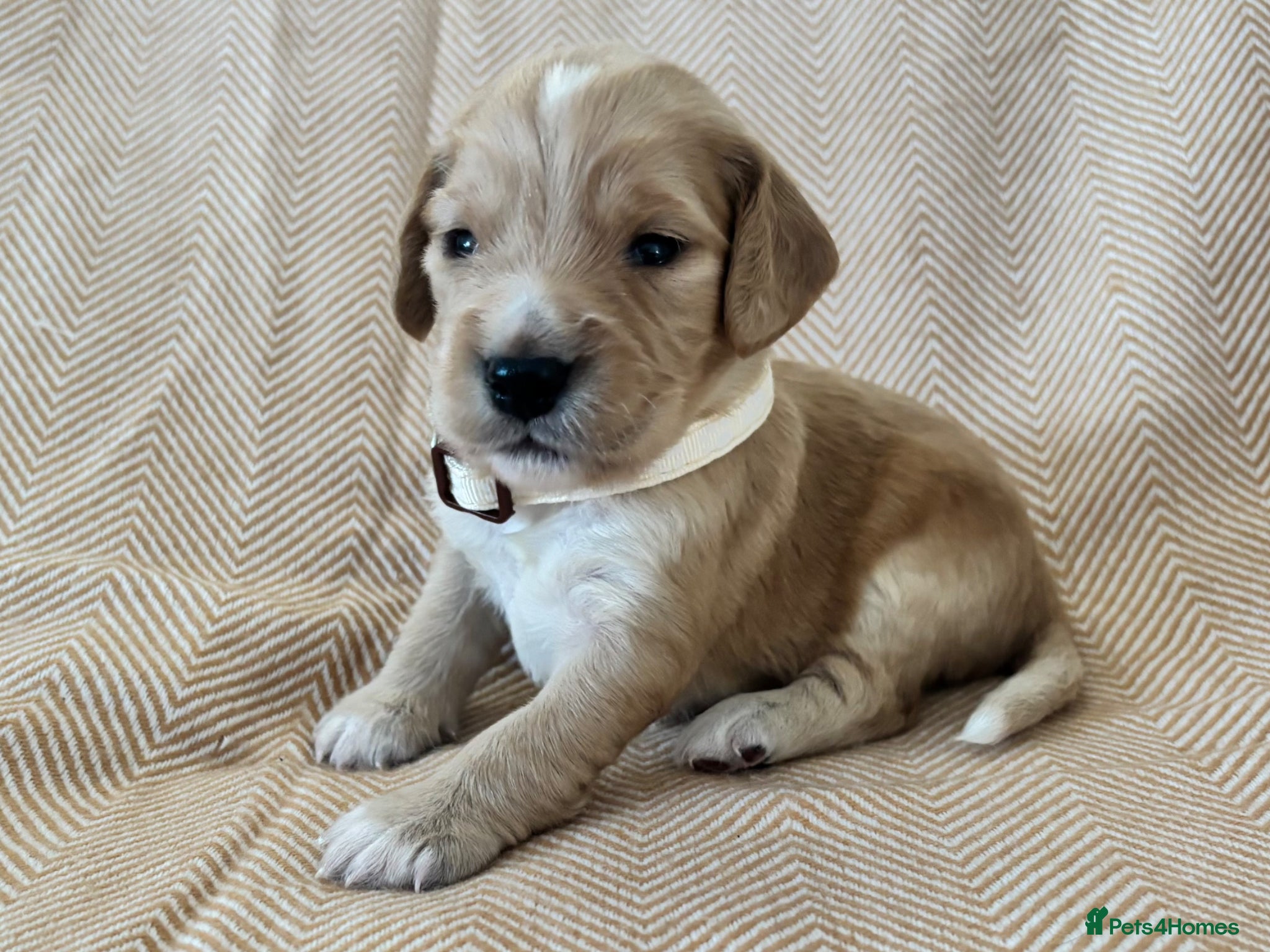 Cocker Spaniel dogs 6 Gorgeous Boys looking for their forever home. - Advert 17