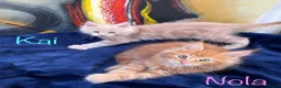 Maine Coon cats for sale: Beautiful Maine Coon Kittens-Ready Soon - Advert 20
