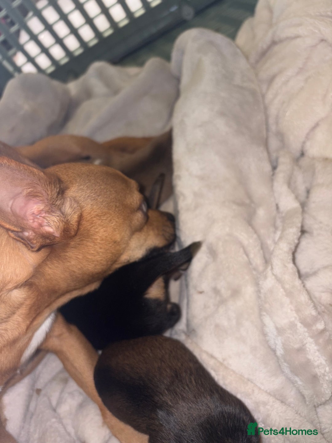 Chihuahua dogs for sale: chihuahua puppies for sale  - Image 4