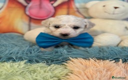 Bichon Frise dogs for sale: Kc registered show quality puppies - Image 5