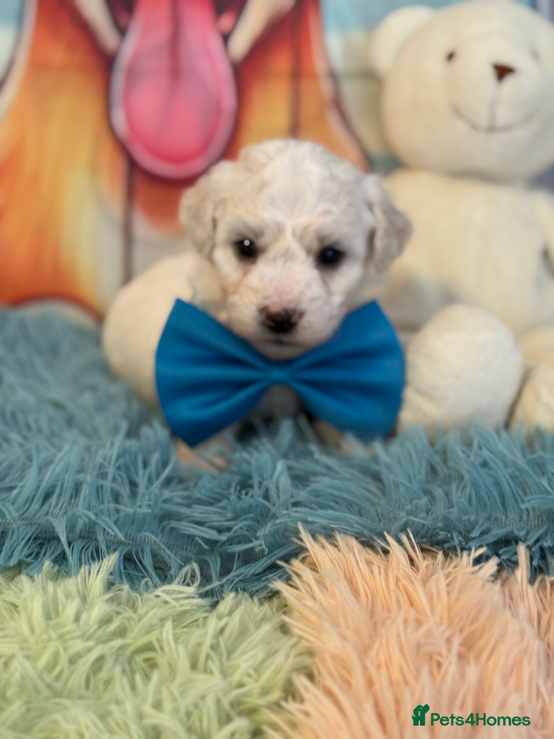 Bichon Frise dogs for sale: Kc registered show quality puppies - Image 5