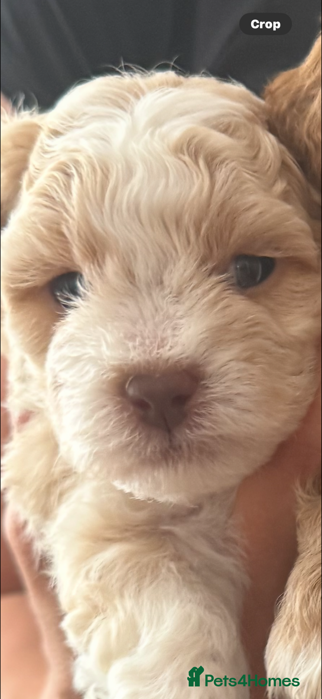 Lhasapoo dogs for sale: Lhasapoo puppies - Image 3