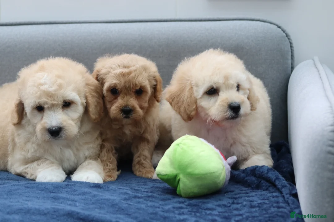 Cavapoochon dogs for sale: Cavapochon puppies for sale - Advert 13