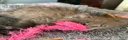 Maine Coon cats for sale: Beautiful Maine Coon kittens **READY NOW*** - Advert 33