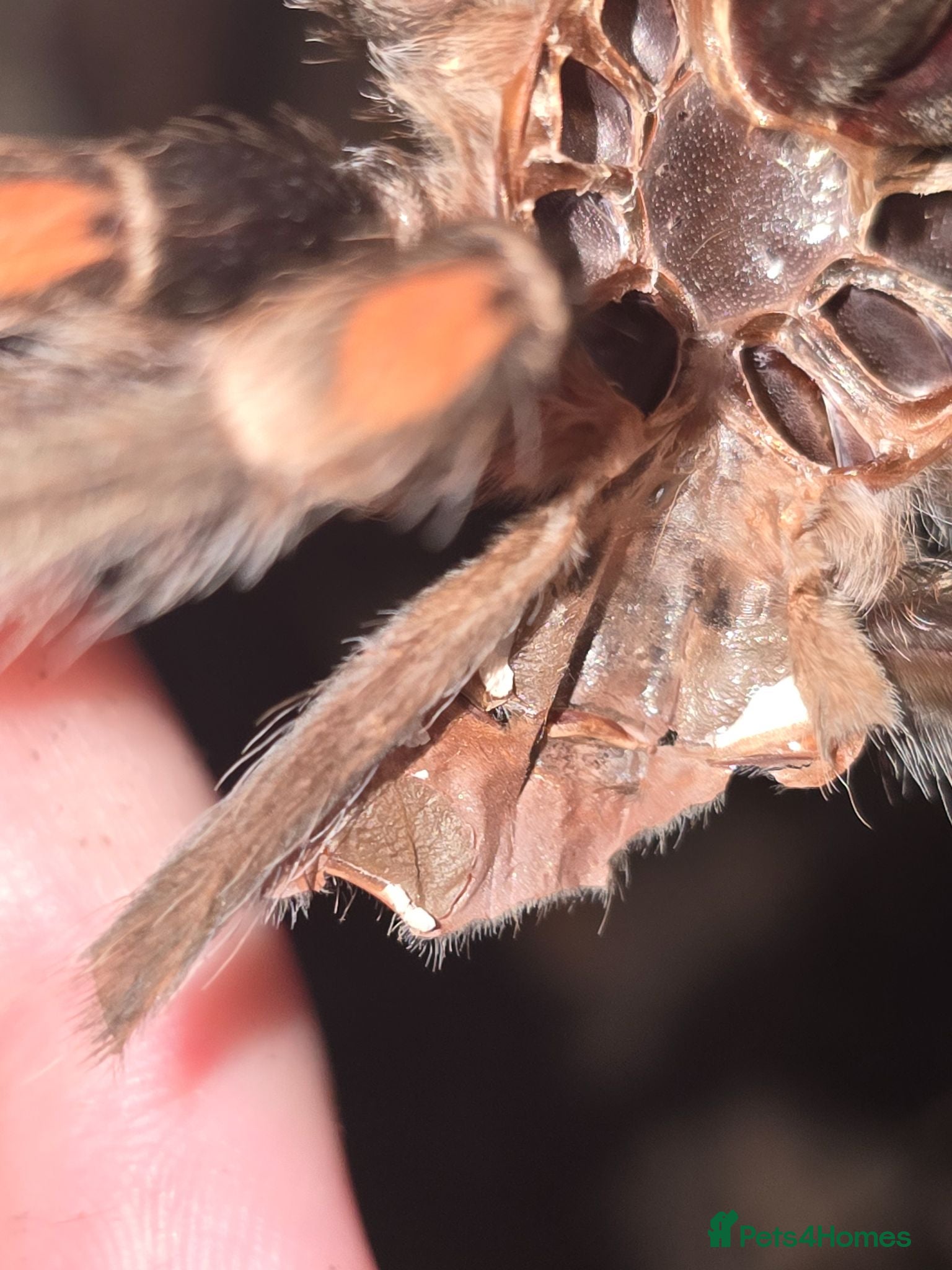 Tarantulas invertebrates Tarantula list - Advert 2