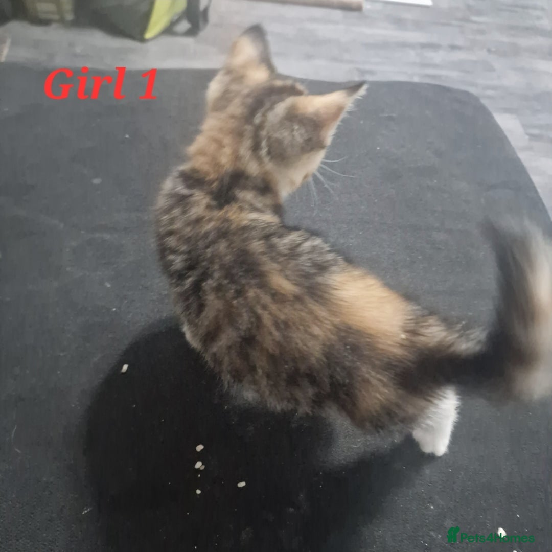 Mixed Breed cats for sale: Beautiful kittens for sale - Image 13