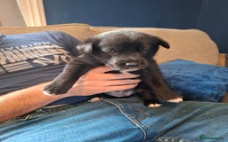 Borador dogs for sale: Borador puppies - Image 13