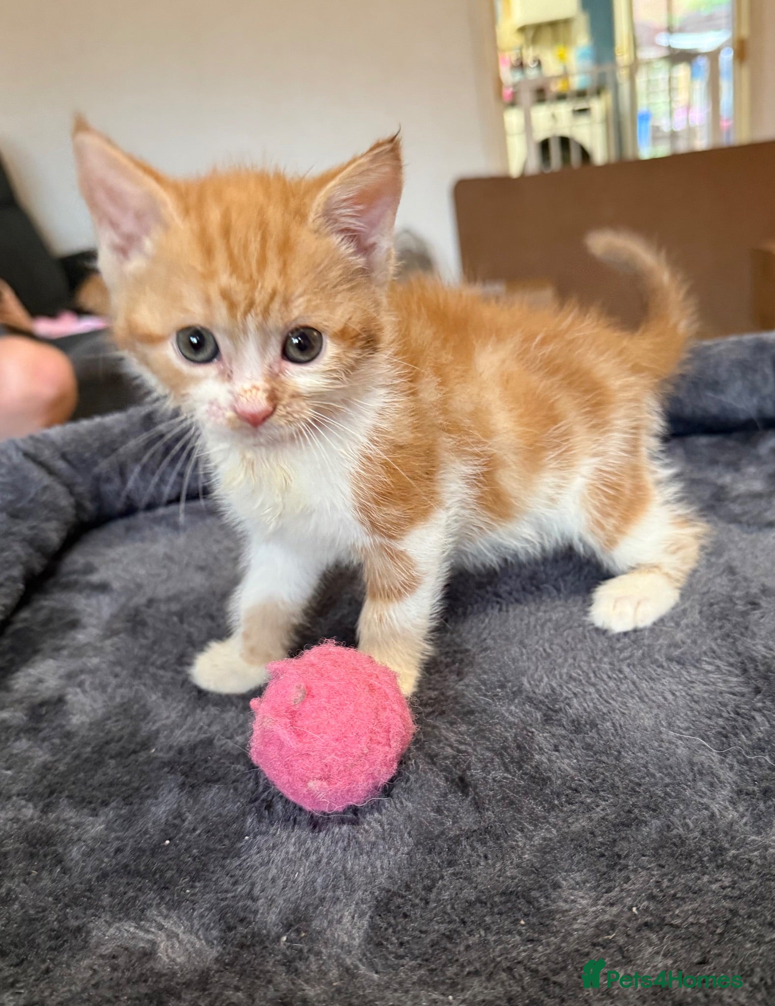 Mixed Breed cats 3 beautiful ginger kittens  - Advert 13