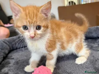 Mixed Breed cats 3 beautiful ginger kittens - Advert 13