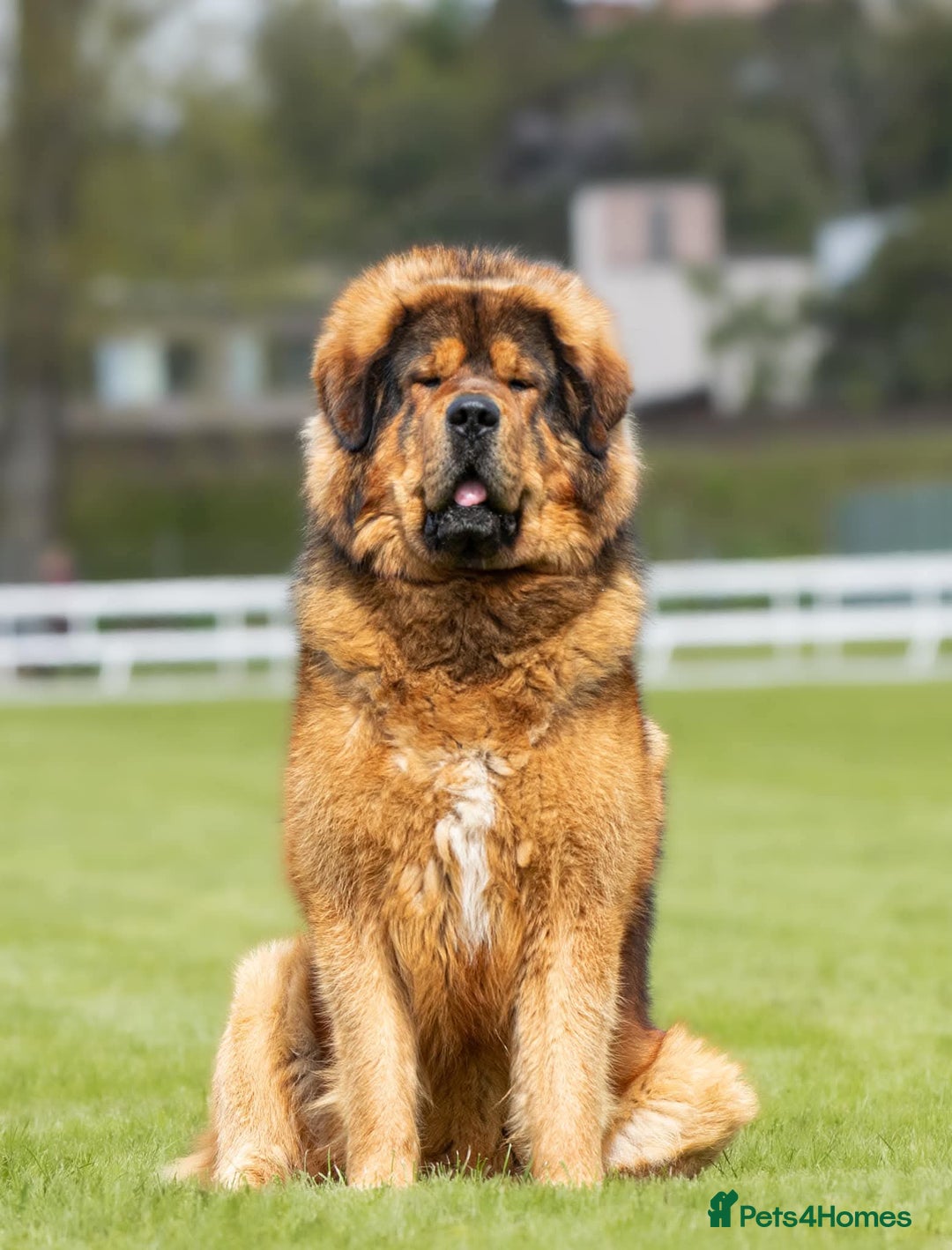 Tibetan Mastiff dogs for sale: Tibetan Mastiff - Advert 5