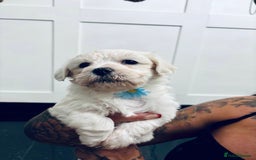 Mixed Breed dogs for sale: READY 🩷🩵F1 Coton de tulear  cross Maltese 😍 - Image 14