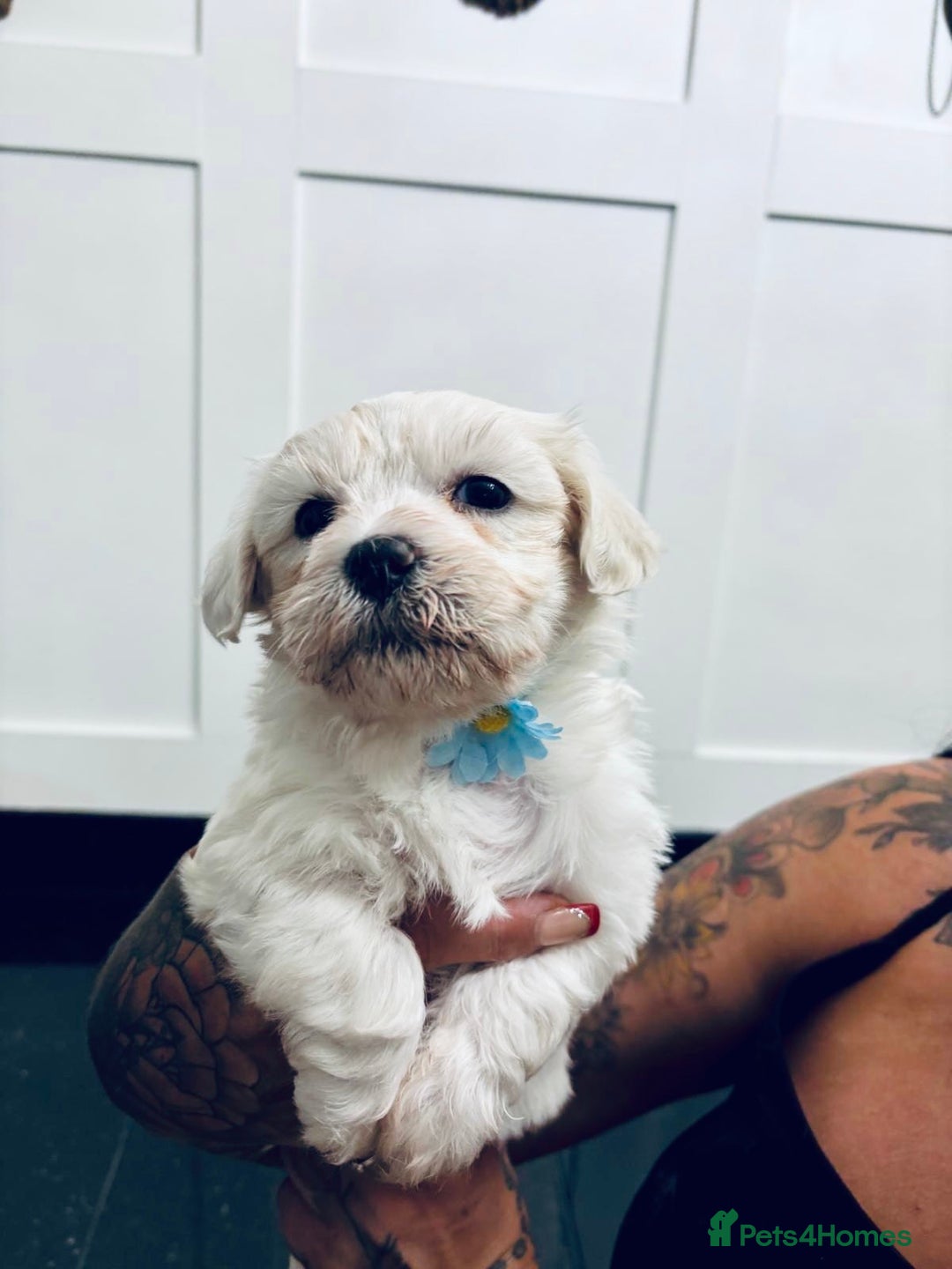 Mixed Breed dogs for sale: READY 🩷🩵F1 Coton de tulear  cross Maltese 😍 - Image 14