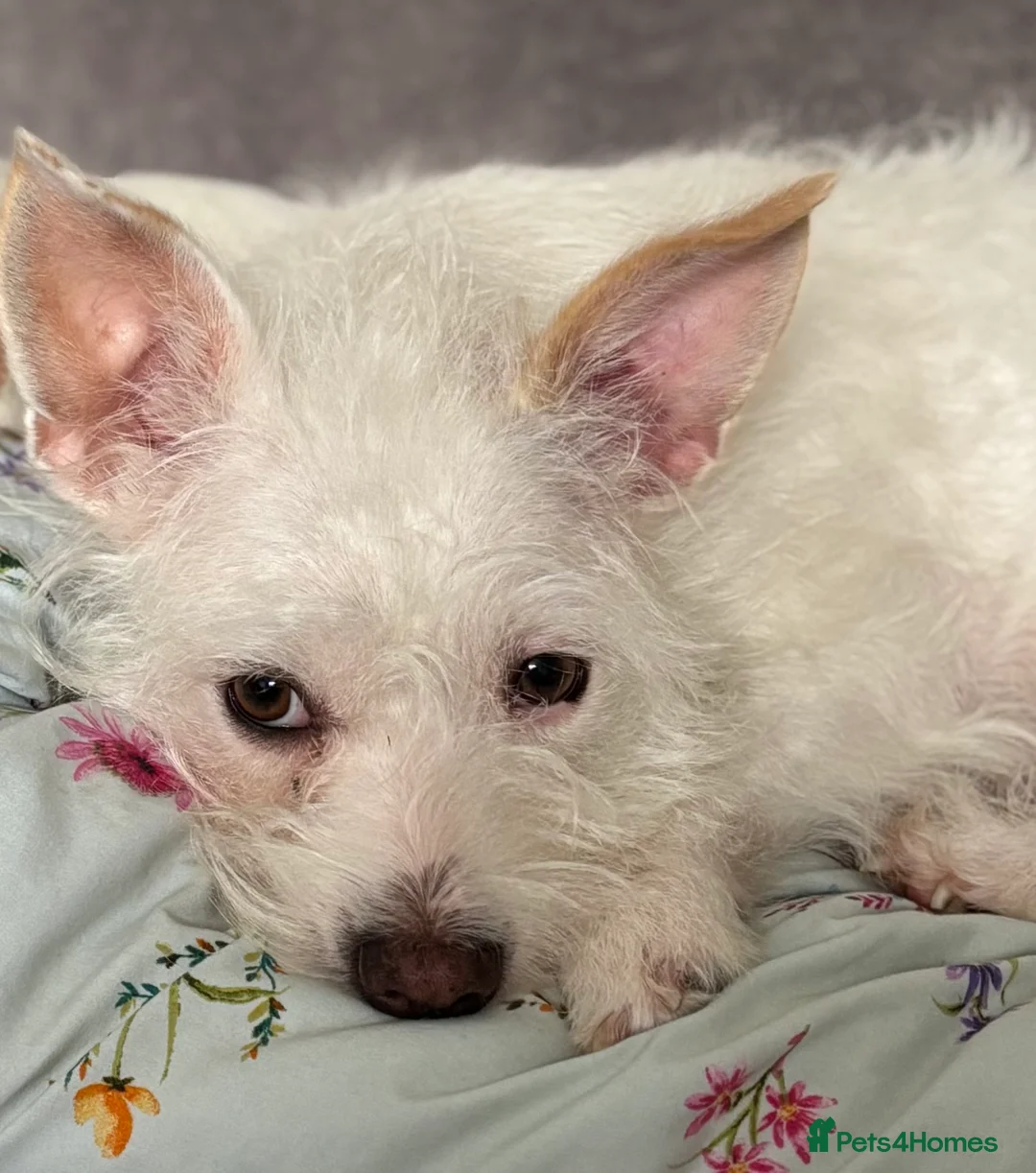 Mixed Breed dogs for sale: Dachshund Cross Pups £450 - Advert 6