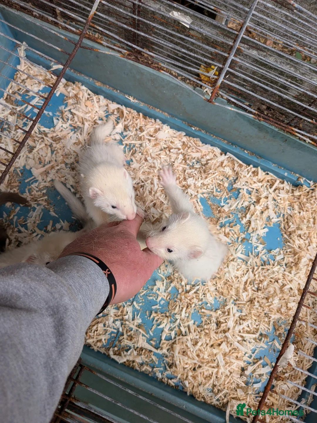Ferret rodents for sale: Ferret kits - Advert 6