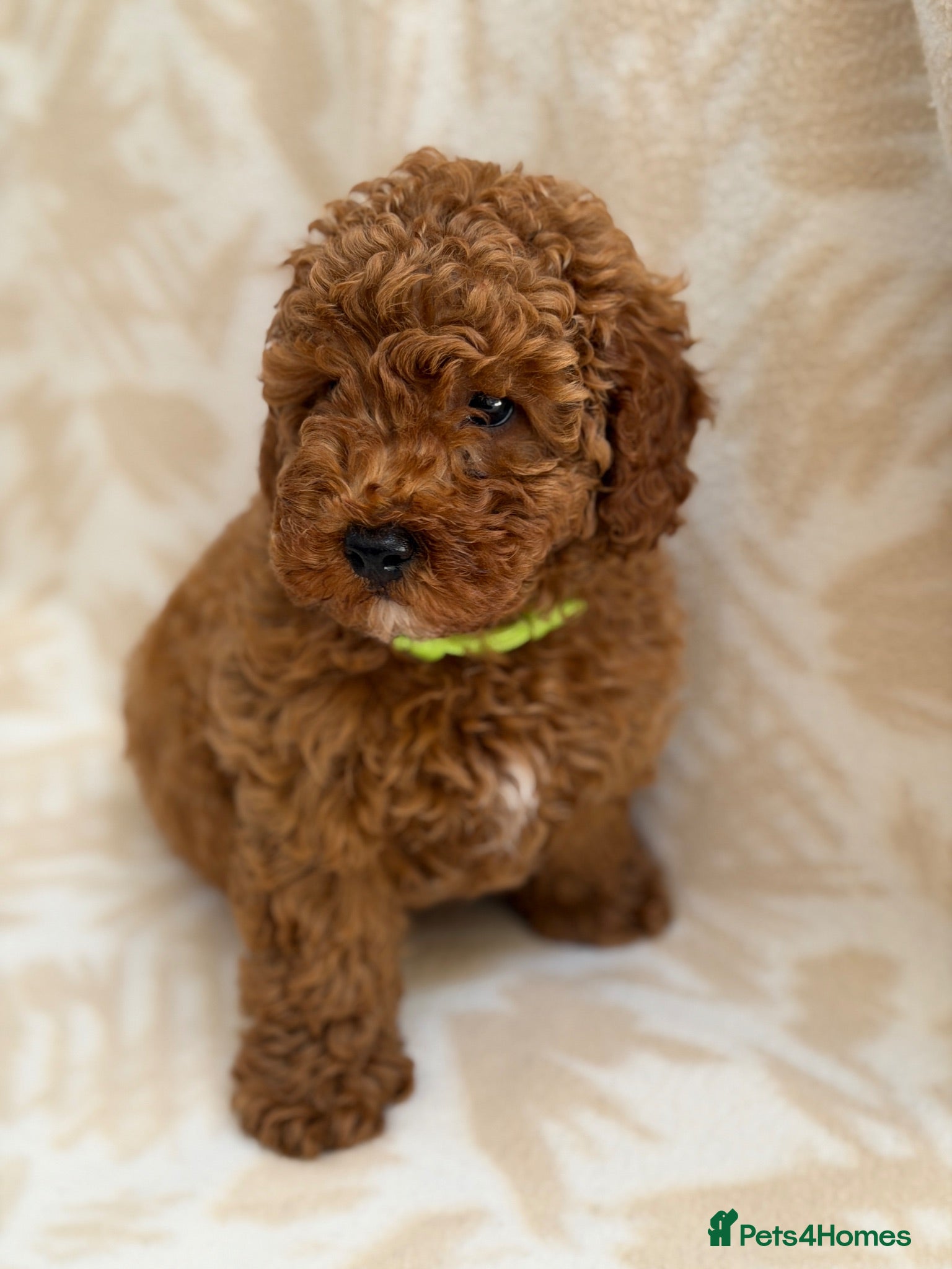 Toy Poodle dogs Beautiful toy poodle boy health tested parents  - Advert 1