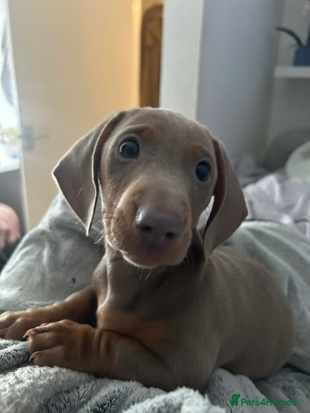 Miniature Dachshund dogs for sale: Miniature daschund  - Advert 2