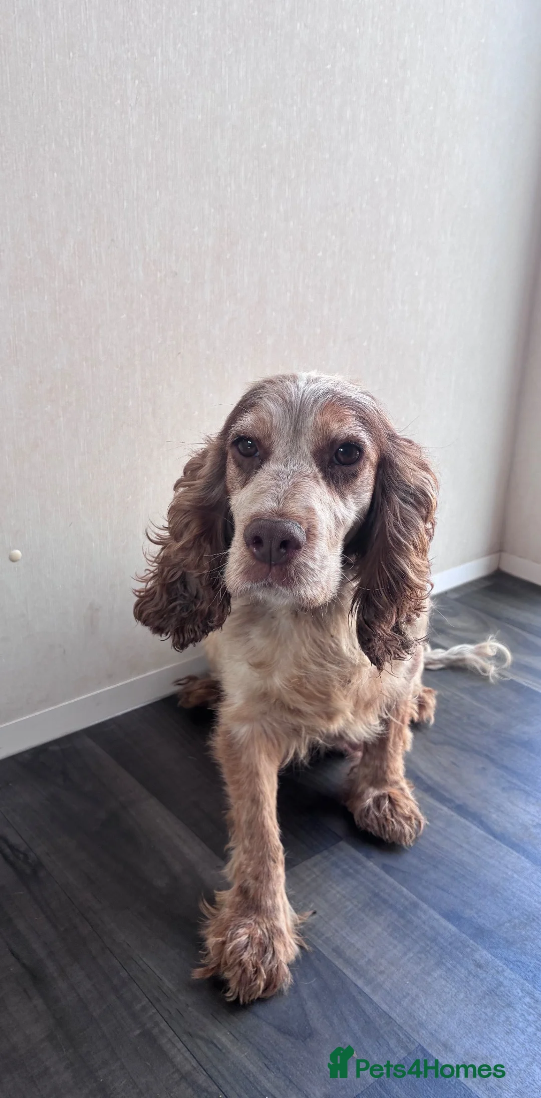 Cocker Spaniel dogs for sale: 🐾 Beautiful Show Cocker Spaniel Puppies 🐶  - Advert 9