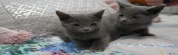 Russian Blue cats for sale: Gorgeous GCCF Russian Blue kittens - Advert 1