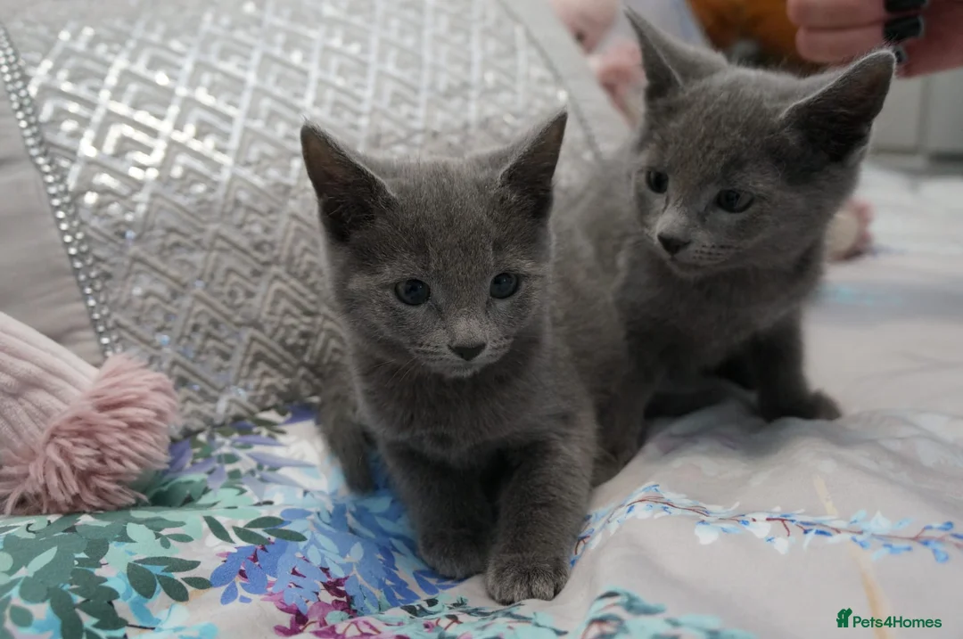 Russian Blue cats for sale: Gorgeous GCCF Russian Blue kittens - Advert 1