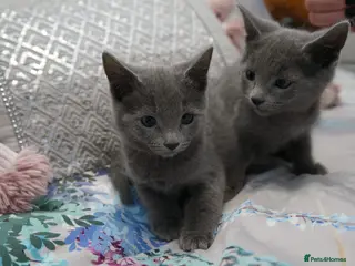 Russian Blue cats Gorgeous GCCF Russian Blue kittens - Advert 2