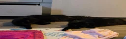 Mixed Breed cats for sale: Beautiful Fluffy Black Kittens in Uxbridge - Advert 10