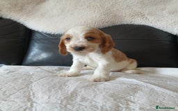 Cocker Spaniel dogs for sale:  show type spaniel puppies health tested parents  - Image 16