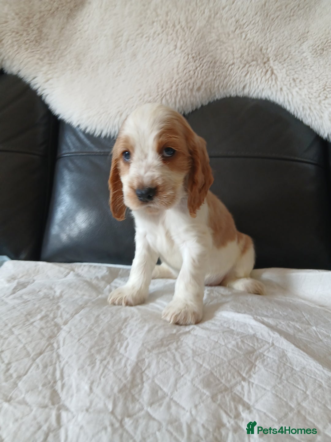 Cocker Spaniel dogs for sale:  show type spaniel puppies health tested parents  - Image 16