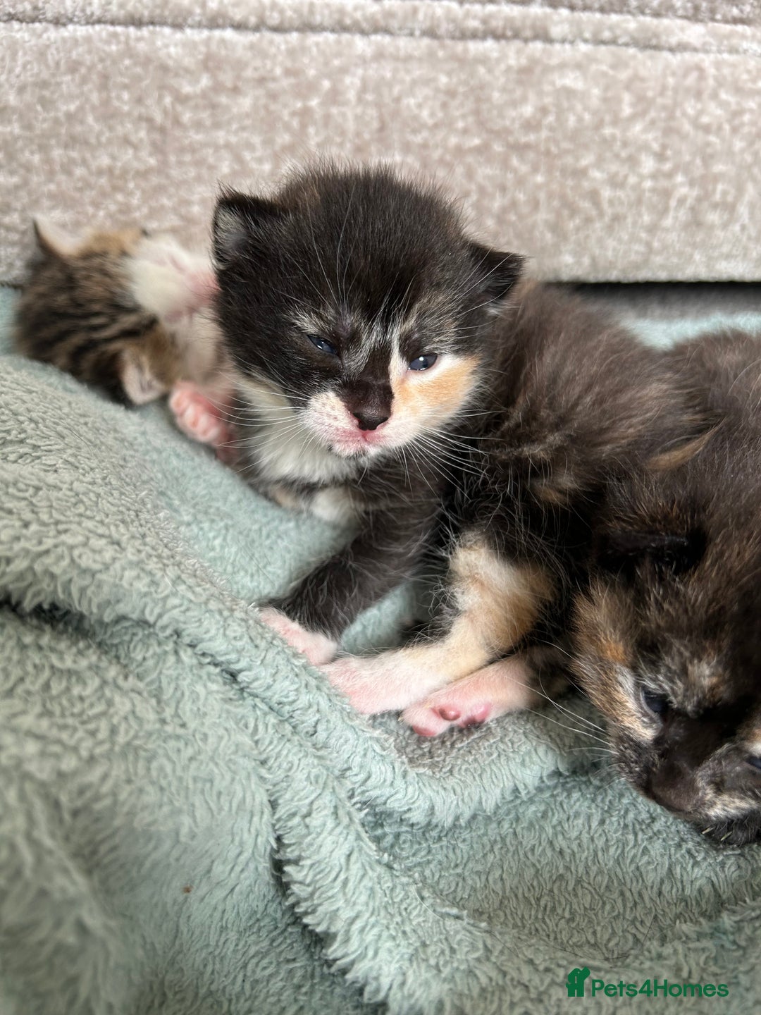 Mixed Breed cats for sale: 7 beautiful kittens ready for a loving home - Image 5